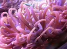 [TodoMarino.com] Macrodactyla doreensis