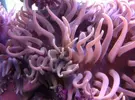 [TodoMarino.com] Macrodactyla doreensis