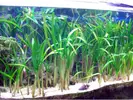 [TodoMarino.com] Acuaponia en acuarios marinos