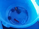 [TodoMarino.com] Primer acuario marino, empezamos con algo mas de 300l