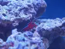 [TodoMarino.com] Primer acuario marino, empezamos con algo mas de 300l