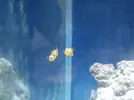 [TodoMarino.com] Primer acuario marino, empezamos con algo mas de 300l