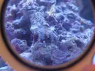 [TodoMarino.com] Primer acuario marino, empezamos con algo mas de 300l