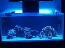 [TodoMarino.com] Primer acuario marino, empezamos con algo mas de 300l