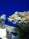 [TodoMarino.com] Mi primer acuario