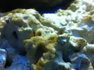 [TodoMarino.com] Mi primer acuario