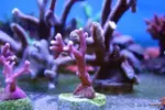 [TodoMarino.com] Seriatopora Caliendrum ROT