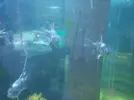 [TodoMarino.com] manchas blancas en mis peces