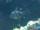 [TodoMarino.com] manchas blancas en mis peces