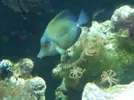 [TodoMarino.com] manchas blancas en mis peces