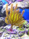 [TodoMarino.com] Mi nano de 35l