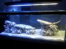 [TodoMarino.com] Conexión Aquaflash v1 al profilux 3 ex