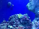 [TodoMarino.com] Mi acuario despues de 6 meses