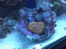 [TodoMarino.com] Mi acuario despues de 6 meses