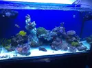 [TodoMarino.com] Mi acuario despues de 6 meses