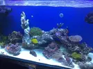 [TodoMarino.com] Mi acuario despues de 6 meses