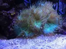[TodoMarino.com] Mi trocito de mar en casa