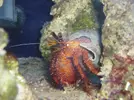 [TodoMarino.com] Dardanus ermitaño