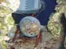 [TodoMarino.com] Dardanus ermitaño