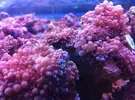 [TodoMarino.com] Mas en lowcost coral