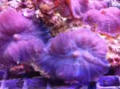 [TodoMarino.com] Mas en lowcost coral