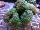 [TodoMarino.com] Mas en lowcost coral