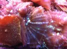 [TodoMarino.com] Mas en lowcost coral