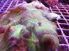 [TodoMarino.com] Mas en lowcost coral