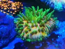 [TodoMarino.com] Fungia Fruity y Euphyllia black torch green tip