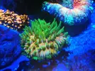 [TodoMarino.com] Fungia Fruity y Euphyllia black torch green tip