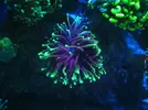 [TodoMarino.com] Fungia Fruity y Euphyllia black torch green tip