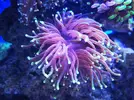 [TodoMarino.com] Fungia Fruity y Euphyllia black torch green tip