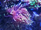 [TodoMarino.com] Fungia Fruity y Euphyllia black torch green tip