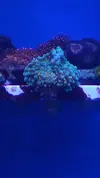 [TodoMarino.com] Zoanthus Mind trick y otros. Y ricordea florida multicolor.