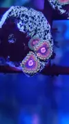 [TodoMarino.com] Zoanthus Mind trick y otros. Y ricordea florida multicolor.