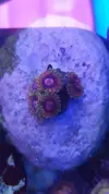 [TodoMarino.com] Zoanthus Mind trick y otros. Y ricordea florida multicolor.