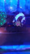 [TodoMarino.com] Zoanthus Mind trick y otros. Y ricordea florida multicolor.