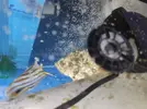 [TodoMarino.com] Chelmon