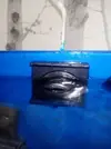 [TodoMarino.com] Ruido de agua en bajada de tuberia al sump.