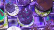 [TodoMarino.com] Indetificar un coral