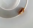 [TodoMarino.com] Id cangrejo huesped