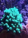 [TodoMarino.com] (TODO VENDIDO) Echinophylias - Montipora - Seriatopora - Anémonas y mas...
