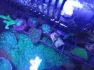 [TodoMarino.com] (TODO VENDIDO) Echinophylias - Montipora - Seriatopora - Anémonas y mas...