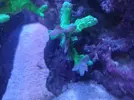 [TodoMarino.com] (TODO VENDIDO) Echinophylias - Montipora - Seriatopora - Anémonas y mas...