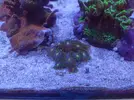 [TodoMarino.com] (TODO VENDIDO) Echinophylias - Montipora - Seriatopora - Anémonas y mas...