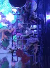 [TodoMarino.com] (TODO VENDIDO) Echinophylias - Montipora - Seriatopora - Anémonas y mas...
