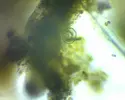 [TodoMarino.com] El Reef de Little