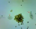 [TodoMarino.com] El Reef de Little