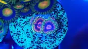 [TodoMarino.com] Zoanthus Mind trick y otros. Y ricordea florida multicolor.