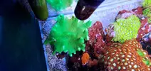 [TodoMarino.com] lobophyton verde (CERRADO)